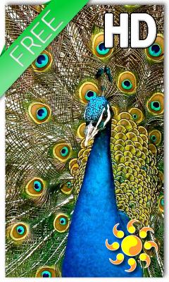 Birds Peacock Live Wallpaper