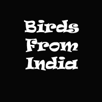 BirdsFromIndia