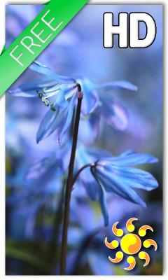 Blue Flower Live Wallpaper HD