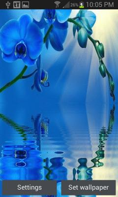 Blue Orchid Lwp