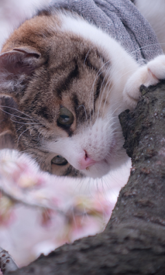 Branch with cat pet Wallpaper