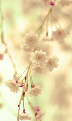 Branch with flowers Live Wallpaper