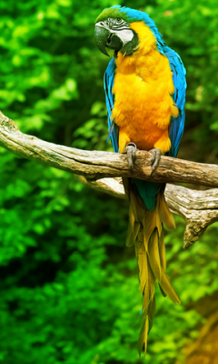 Branch with parrots Live Wallpaper