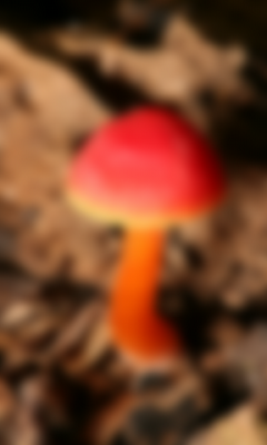 Bright Mushroom at rain LWP