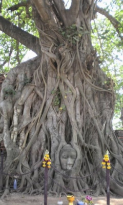 Buddha Tree Live Wallpaper