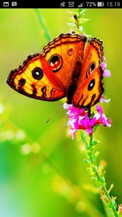 Butterfly Wallpaper App