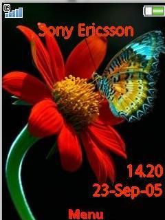 Butterfly