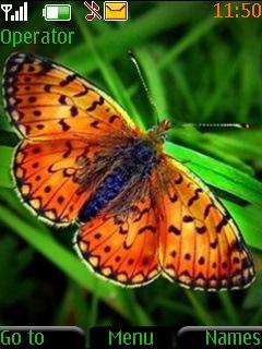 Butterfly