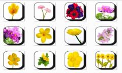 Calendula Flowers Onet Classic Game