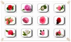 Camellia Flowers Onet Classic Game