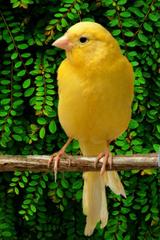 Canaries World