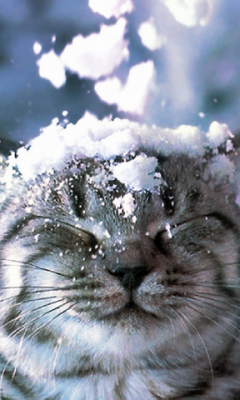 Cold Cat Live Wallpaper