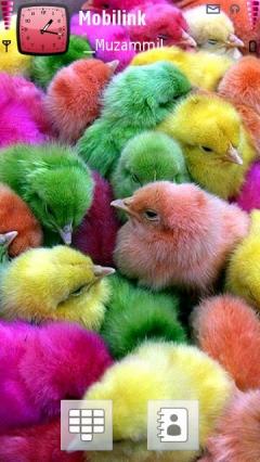 Colourful Chicks