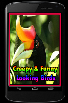 Creepy and Funny Looking Birds