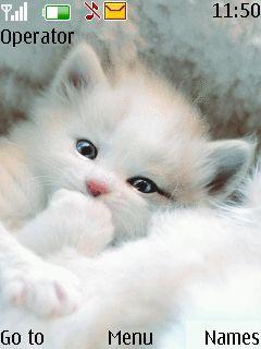 Cute Animated Cat