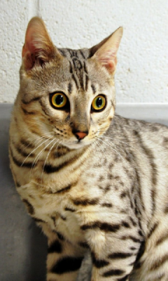 Cute Bengal Kitty LWP