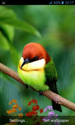 Cute Bird In Rain LWP