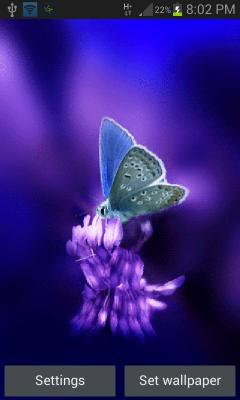 Cute Butterfly Lwp