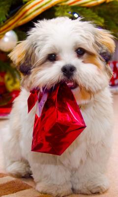 Cute Dog Christmas Live Wallpaper