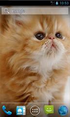 Cute Kitten Live Wallpapers