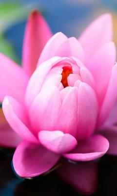 Cute Pink Water Lily Live Wallpaper