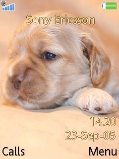 Cute Puppy