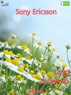 Daisies