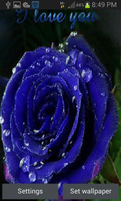 Dewy Blue Rose LWP