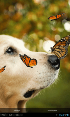 Dog and Butterflies Live Wallpaper