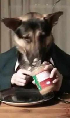 Dog eats like a Person LiveWP