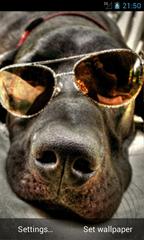 Doggy in Sunglasses Live Wallpapers