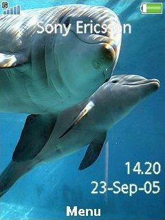 Dolphins