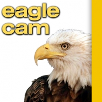 Eagle Cam