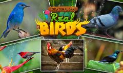 Educational Game Real Birds