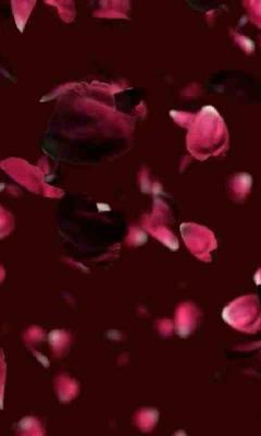 Falling rose petals live Wallpaper