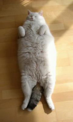 Fatty fat cat Live Wallpaper