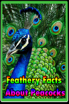Feathery Facts About Peacocks