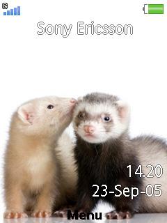 Ferrets