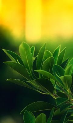 Ficus Green Leaves Live Wallpaper