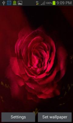 Flare Pink Rose LWP