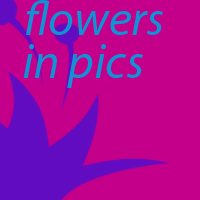 Flowers in pics