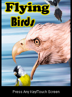 Flying-Birds