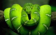 Free HD Snake Reptile Animal Wallpaper for Android