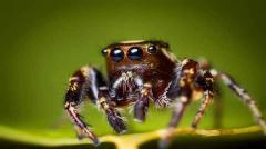 Free HD Spider Insect Animal Wallpaper for android