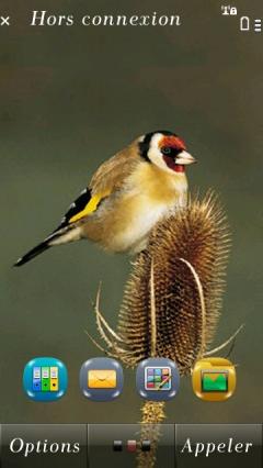 Goldfinch