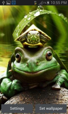 Green Frog Live Wallpaper