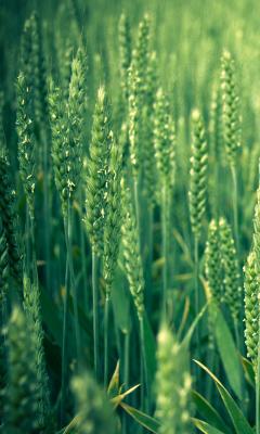 Green Wheat Live Wallpaper