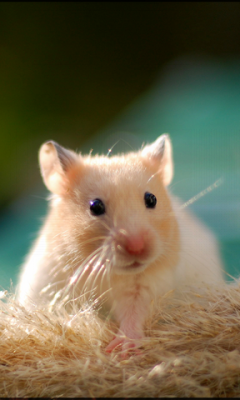 Hamster Pet HD Wallpaper