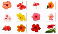 Hibiscus Flowers Onet Classic Game
