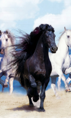 Horses Live Wallpaper
